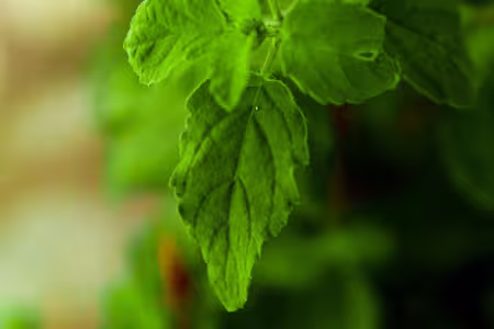 Tulsi Ji Ki Aarti - तुलसी मैया की आरती