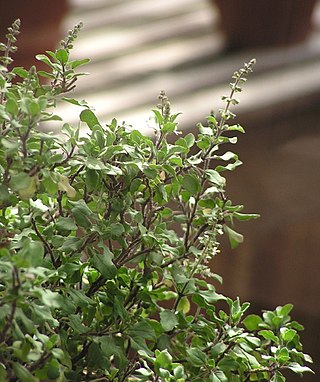 Tulasi Mata